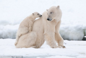 Third of world`s polar bears  will disappear in next 40 years 